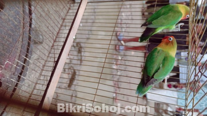Love bird,, new addal